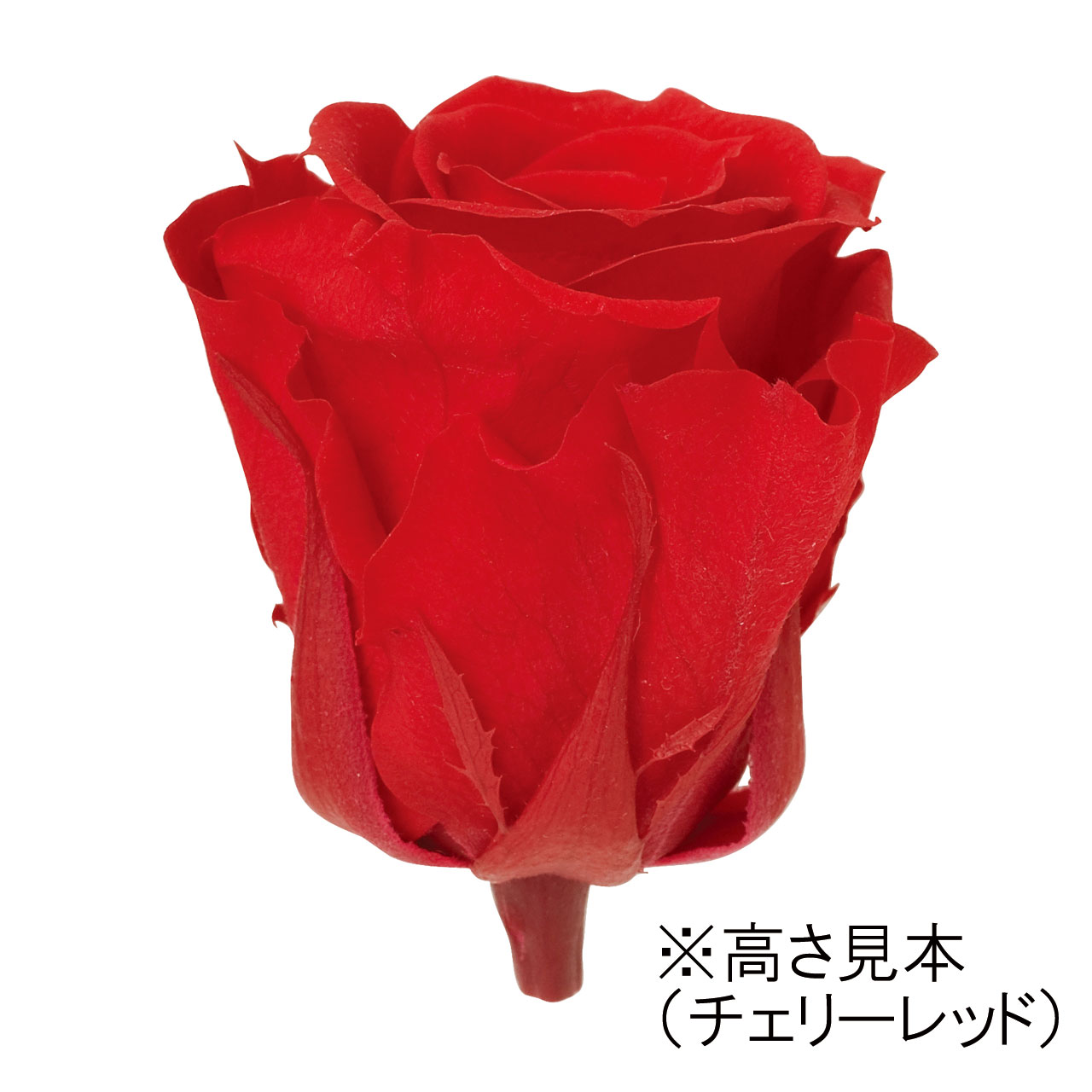 緑花堂ストアのメディアナローズ フューシャピンク プリザーブドフラワ ー[TDLFL000300-058] 8輪入 バラ 薔薇 アレンジメント花材 天然素材 造花 アレンジメント花材 天然素材 ハンドメイド資材 コロンビア産 フラワーアレンジメント 送料無料｜アングル2