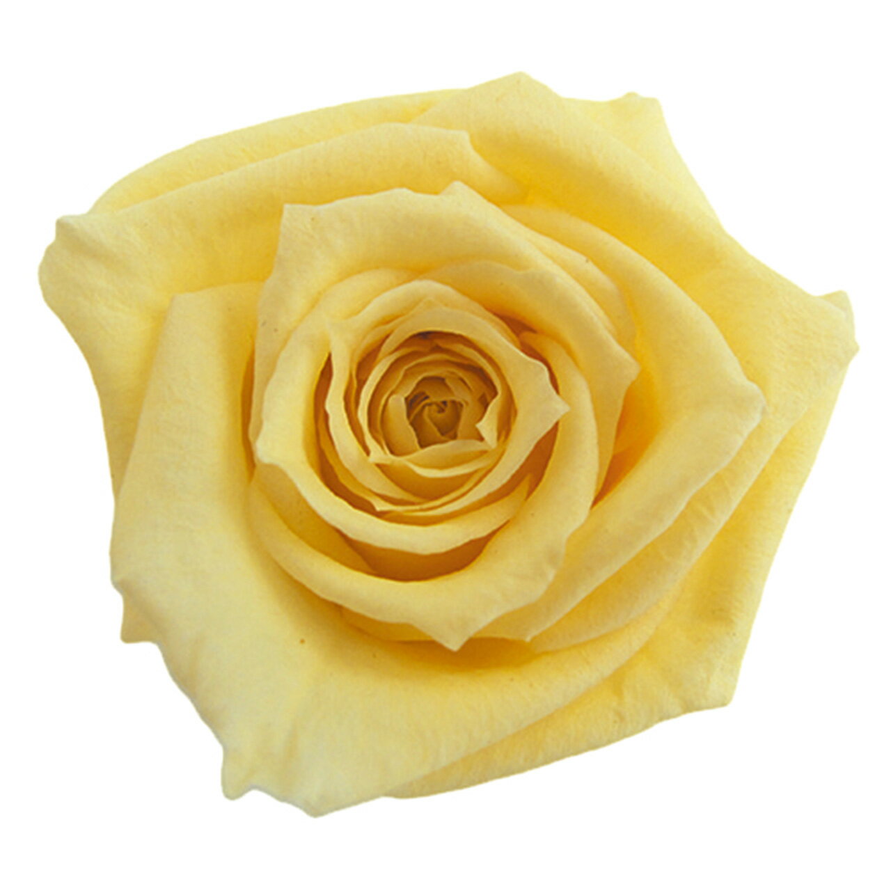 ベイビーローズソフトイエロープリザ...