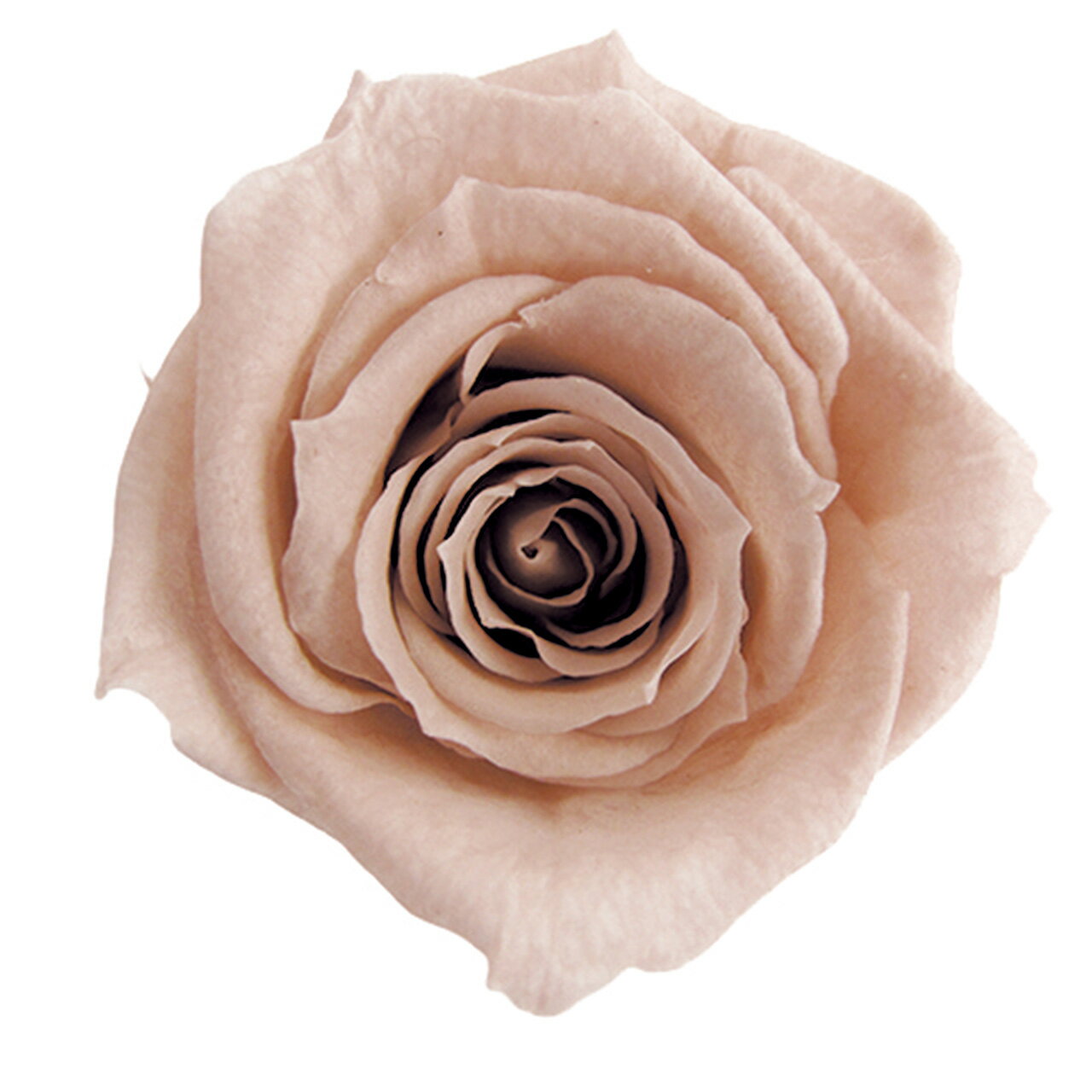 ベイビーローズ ヌードピンク プリザーブドフラワ ー[TDLFL000050-055] 12輪入 バラ 薔薇 アレンジメン..