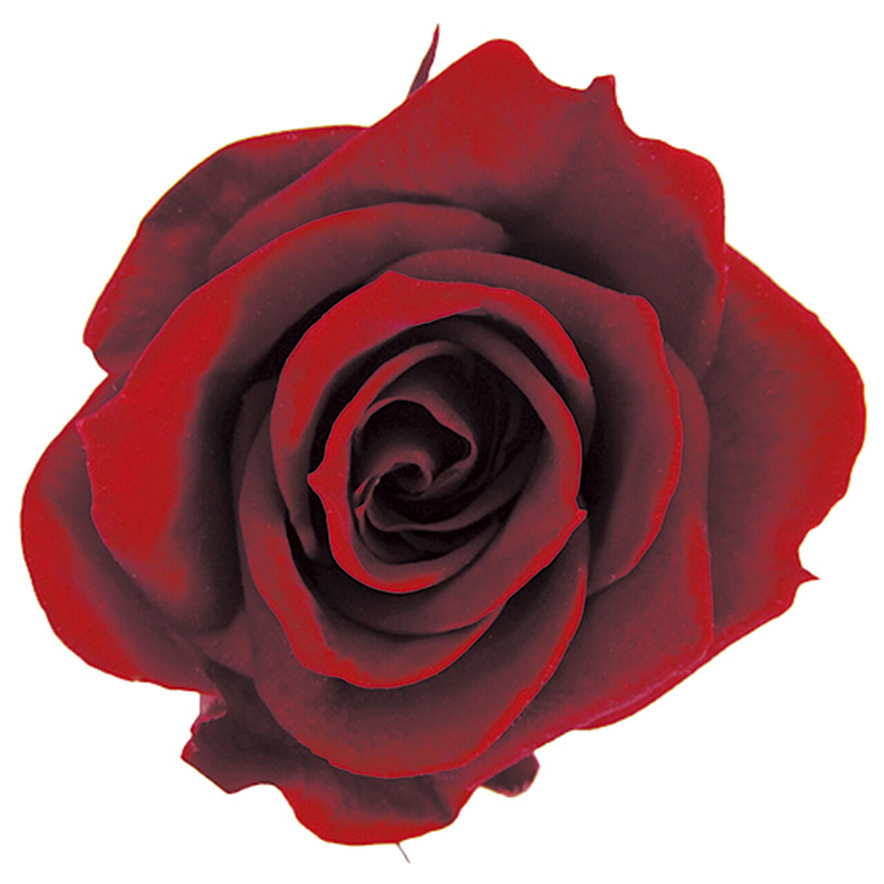 スプレーローズ ワイン プリザーブドフラワー [TDLFL000070-010] 8輪入 バラ 薔薇 アレンジメント花材 天然素材 ハンドメイド資材 アレンジメントパーツ コロンビア産 フラワーギフト 誕生日 アレンジメントフラワー