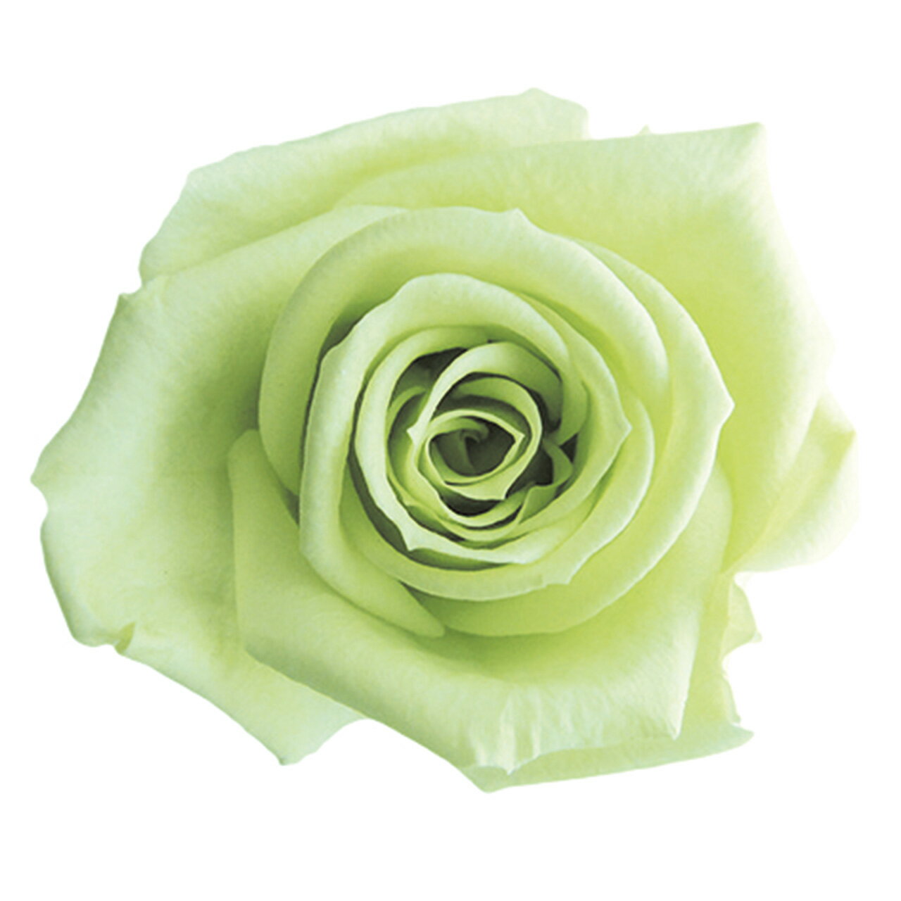 スプレーローズ シトラスグリーン プリザーブドフラワー [TDLFL000070-064] 8輪入 バラ 薔薇 アレンジ..