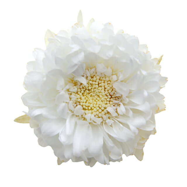 アスター パールホワイト プリザーブドフラワー [TDLFL000440-001] 6輪入 マム プレゼント 庭 造花 アレンジメントフラワー 人工観葉植物 フラワーギフト ガーデニング用品 プリザーブド加工 花 ガーデニング