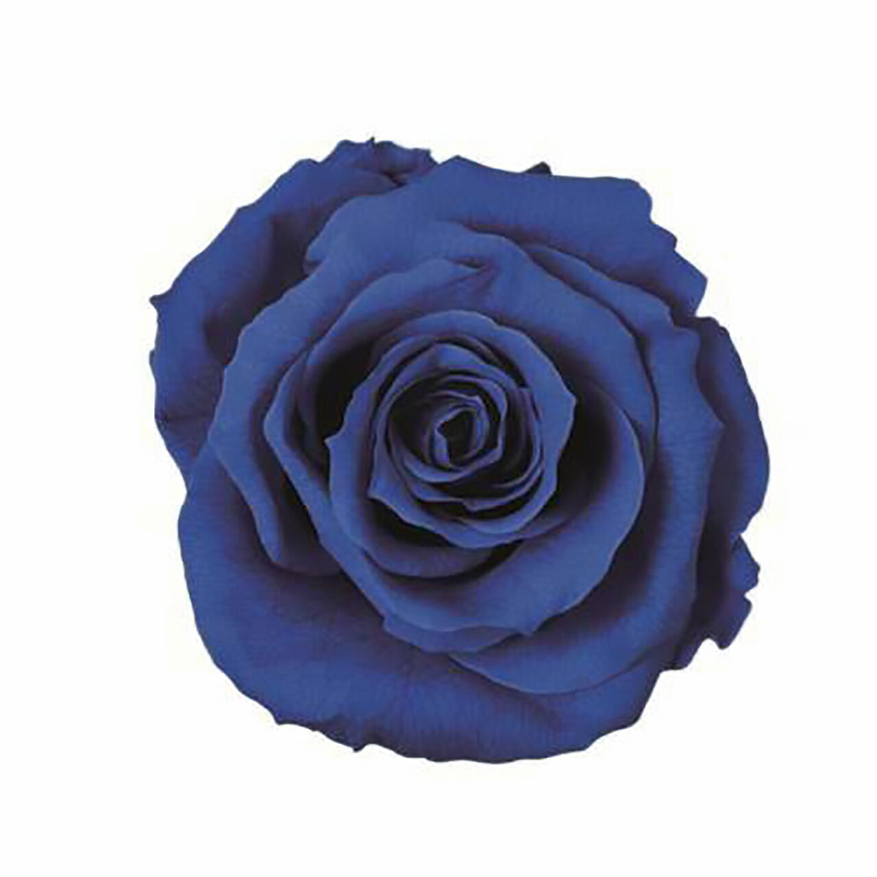 メディアナローズグランブループリザ...