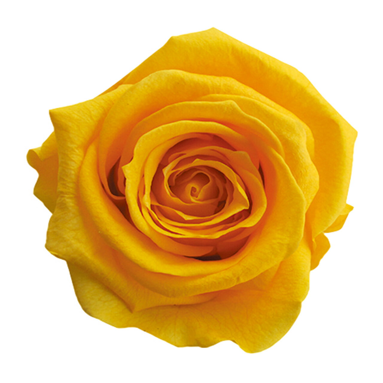 メディアナローズゴールデンイエロー...