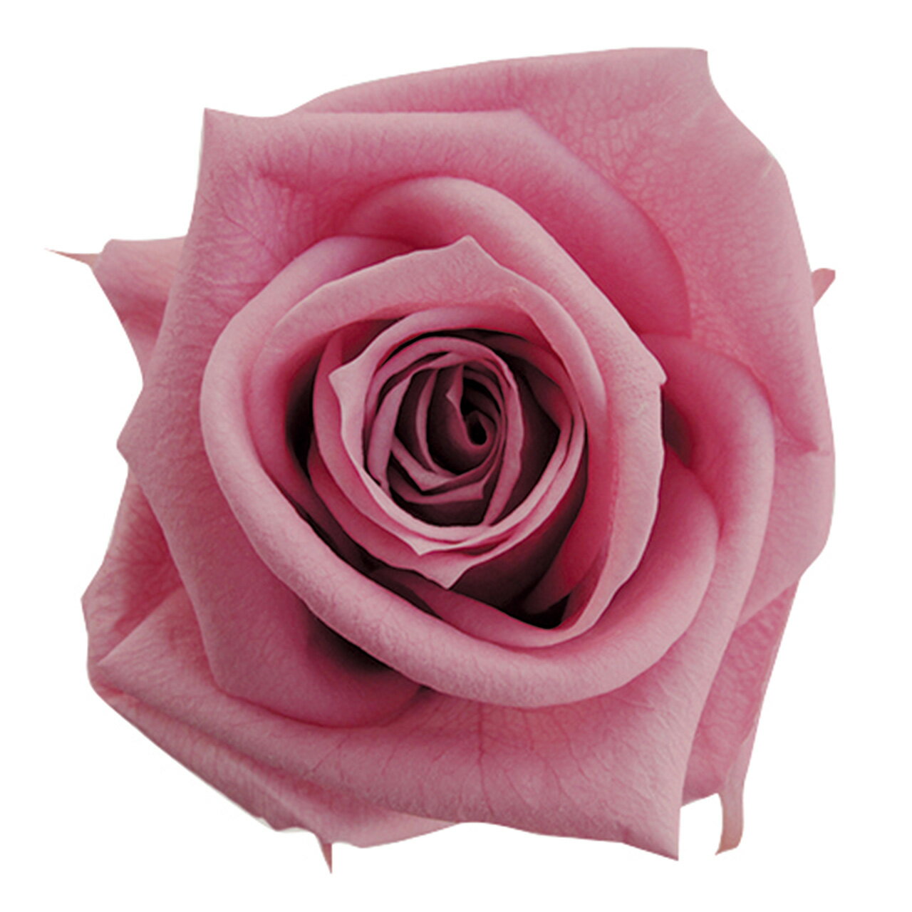 メディアナローズ チェリーブロッサム プリザーブドフラワー [TDLFL000300-020] 8輪入 バラ プレゼント..