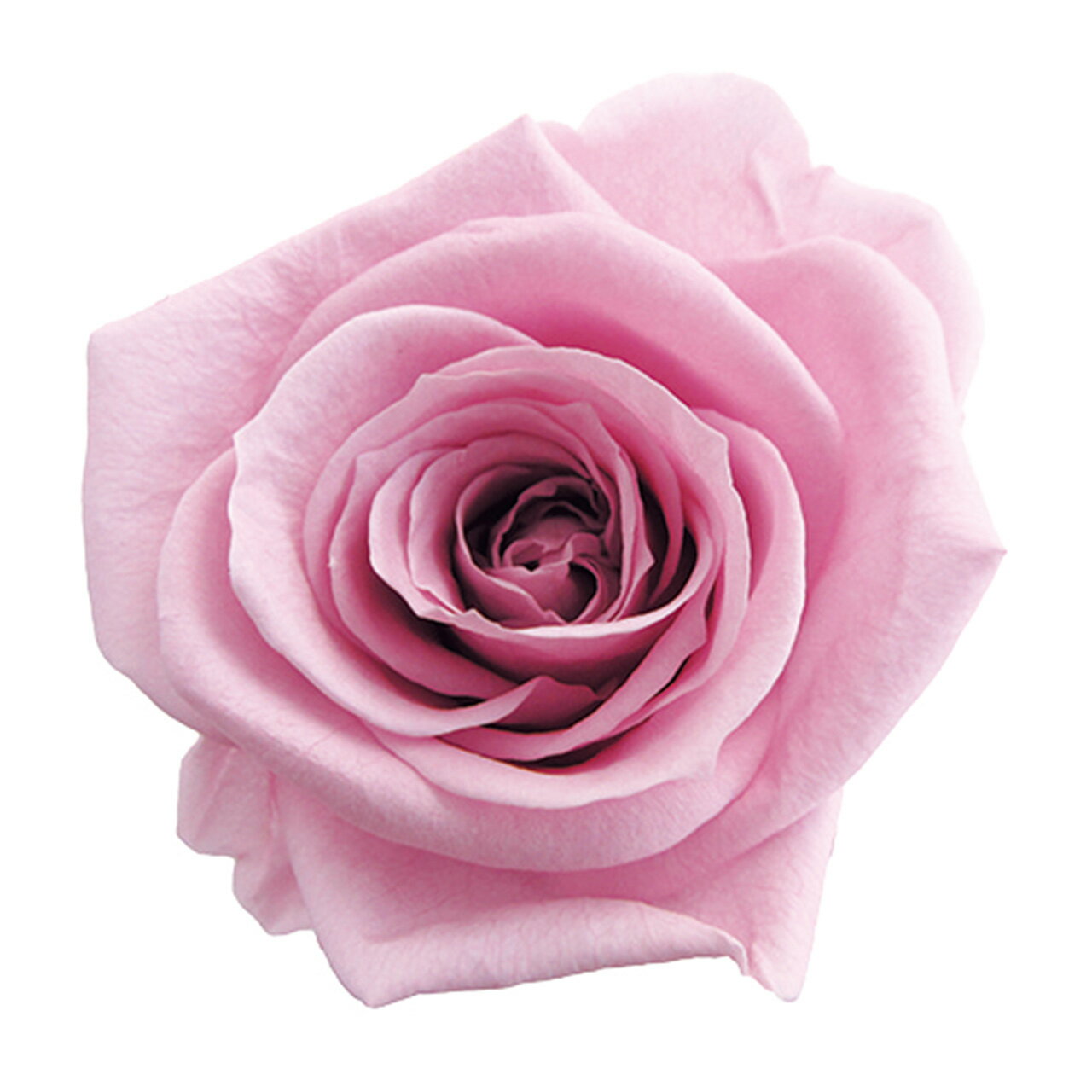 メディアナローズ ラベンダーピンク プリザーブドフラワー  8輪入 バラ 薔薇 アレンジメント花材 天然素材 ハンドメイド資材 コロンビア産 フラワーアレンジメント 送料無料