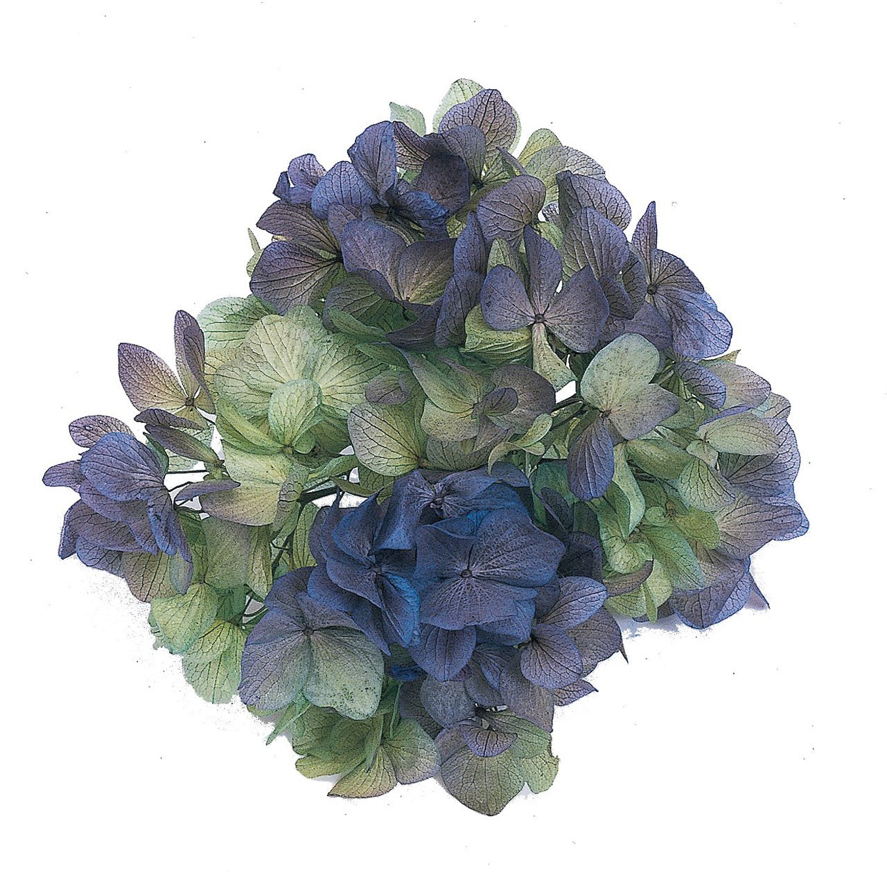 ソフトあじさい彩 ラベンダー グリーン プリザーブドフラワー [TDLDT064142] 1BOX2輪入 アジサイ 紫陽花　アレンジメント花材 天然素材 ハンドメイド資材 サブフラワー(4)