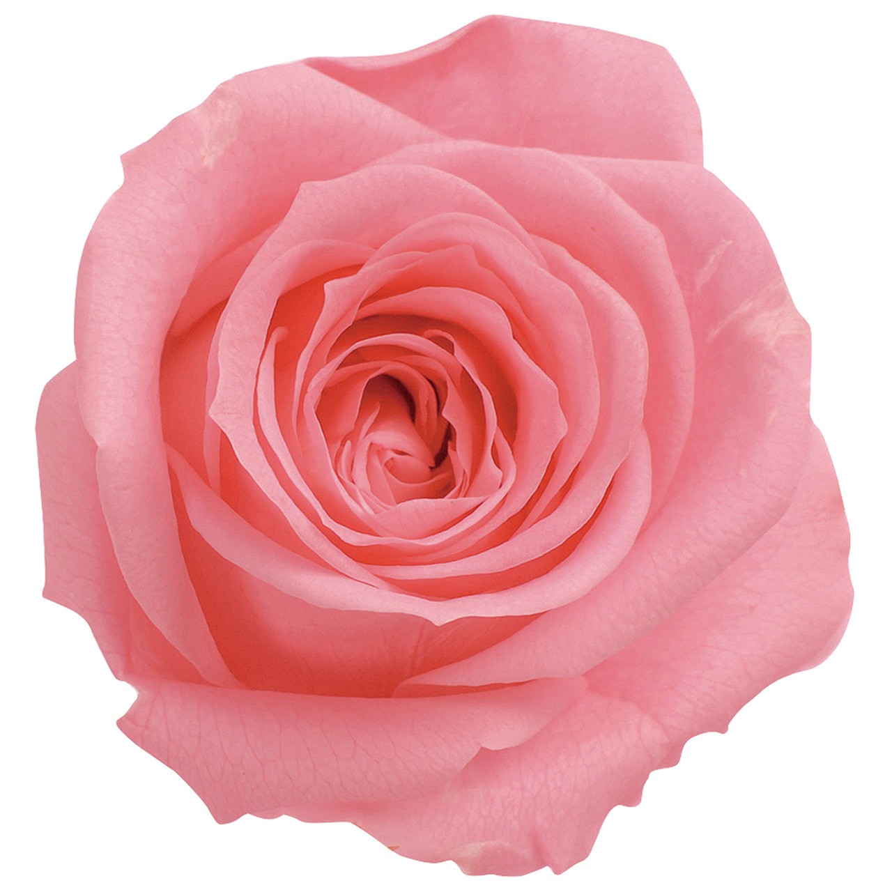 ローズいずみキャンディピンクプリザ...