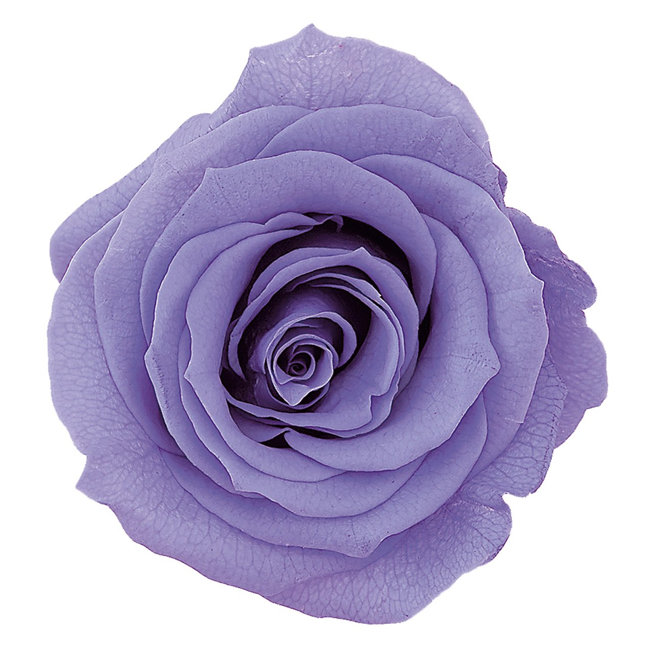 ローズ かのん M ラベンダー プリザーブドフラワー 9輪入 バラ [TDLDO005202-411] プレゼント 庭 造花 アレンジメントフラワー 人工観葉植物 プリザーブドアレンジ ガーデニング用品 フラワーギフト 花 ガーデニング 送料無料