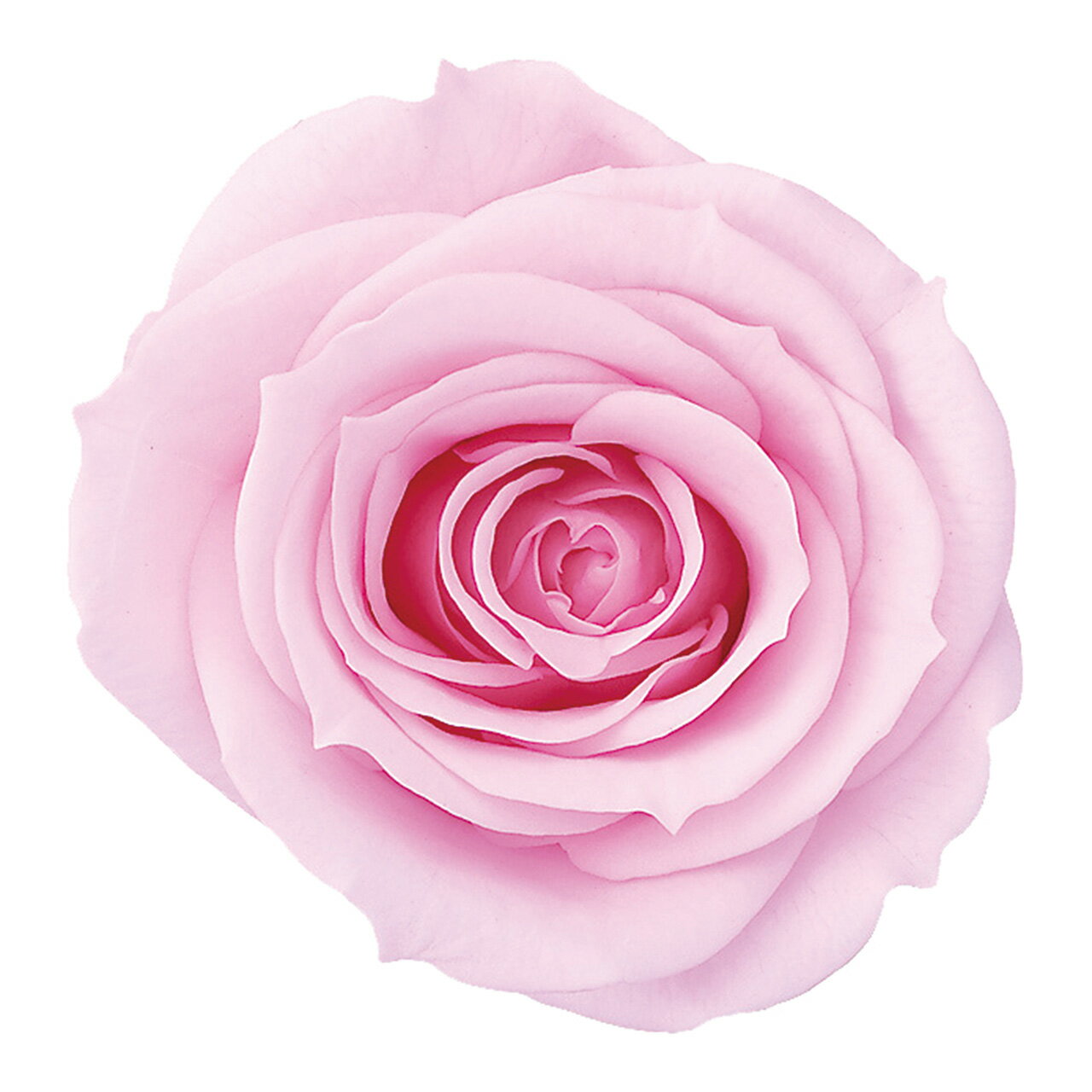 ローズ いずみ シャーベットピンク プリザーブドフラワー [TDLDO003480-102] 9輪入 バラ 薔薇 造花 アレンジメントフラワー 人工観葉植物 ガーデニング用品 プリザーブドアレンジ 花・ガーデニング フラワーギフト