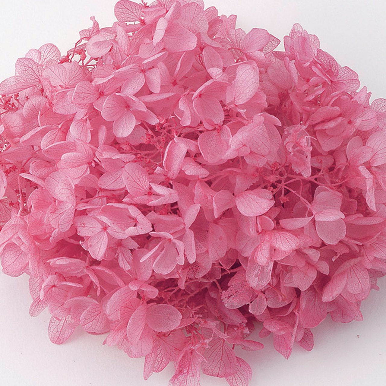 ソフトピラミッド アジサイヘッド プリザーブドフラワー 2輪入 紫陽花 [TDLDO001510-221] プレゼント 庭 造花 アレンジメントフラワー 人工観葉植物 ガーデニング用品 プリザーブド加工 花 ガーデニング