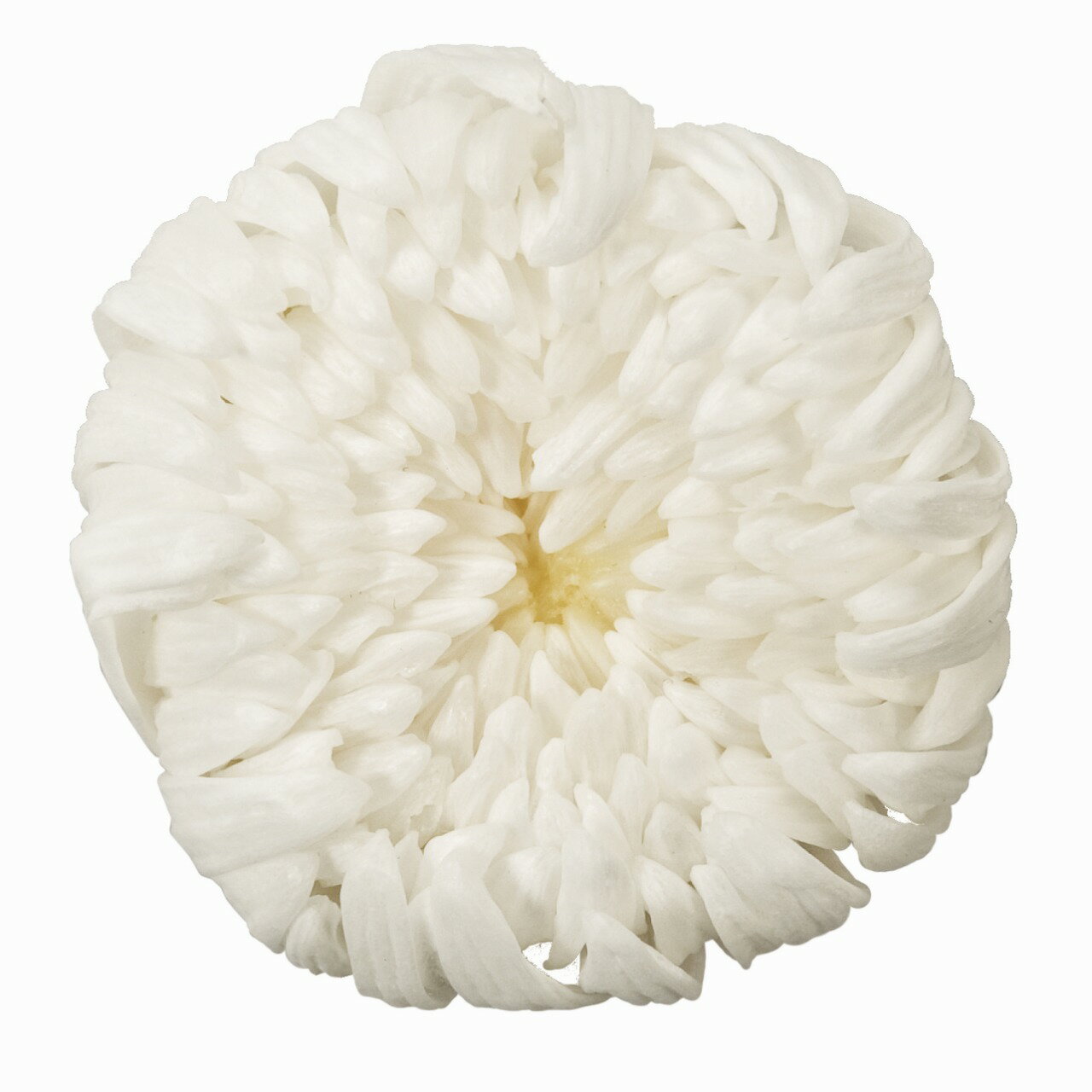 輪菊 中 シロ プリザーブドフラワー 6輪入 マム 菊 [TDLDO004806-010] ホワイト プレゼント 庭 造花 アレンジメントフラワー 人工観葉植物 フラワーギフト ガーデニング用品 プリザーブド加工 花 ガーデニング