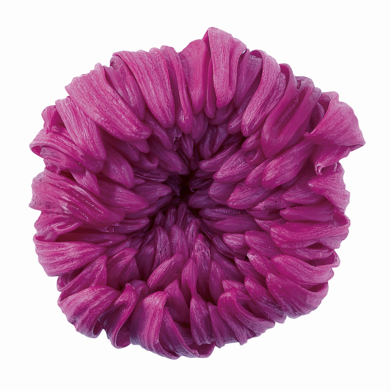 輪菊 中 ラズベリー プリザーブドフラワー 6輪入 マム 菊 [TDLDO004806-261] プレゼント 庭 造花 アレ..