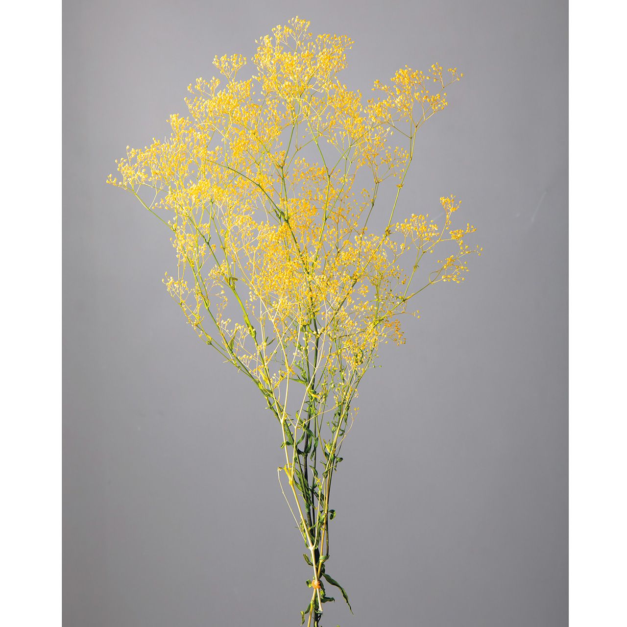スーパーソフト ミニカスミ草 フレアイエロー グリーン プリザーブドフラワー [TDLDO000025-015] カス..