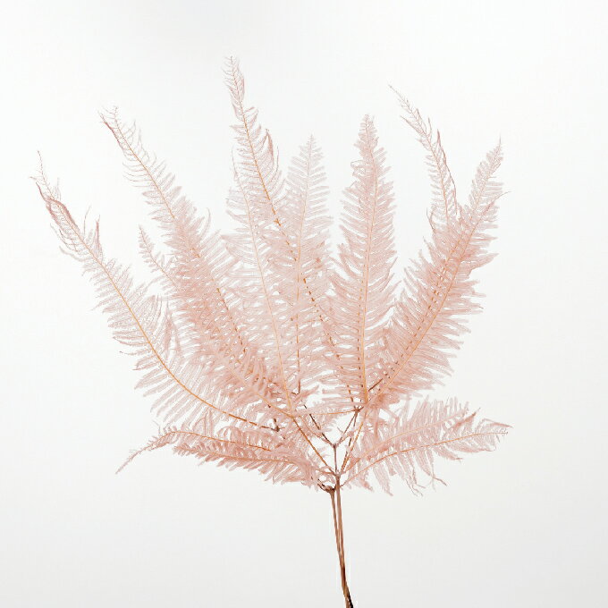 山シダ ピンクベージュ プリザーブドフラワー 10枚入 リーフ 葉っぱ [TDLDO050296-081] アレンジメント..