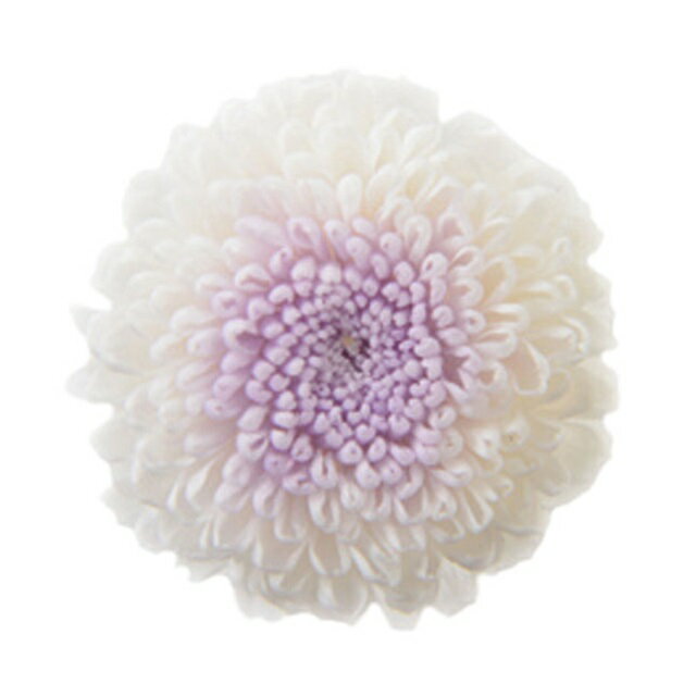 ポンポンマムデュオホワイトライラッ...