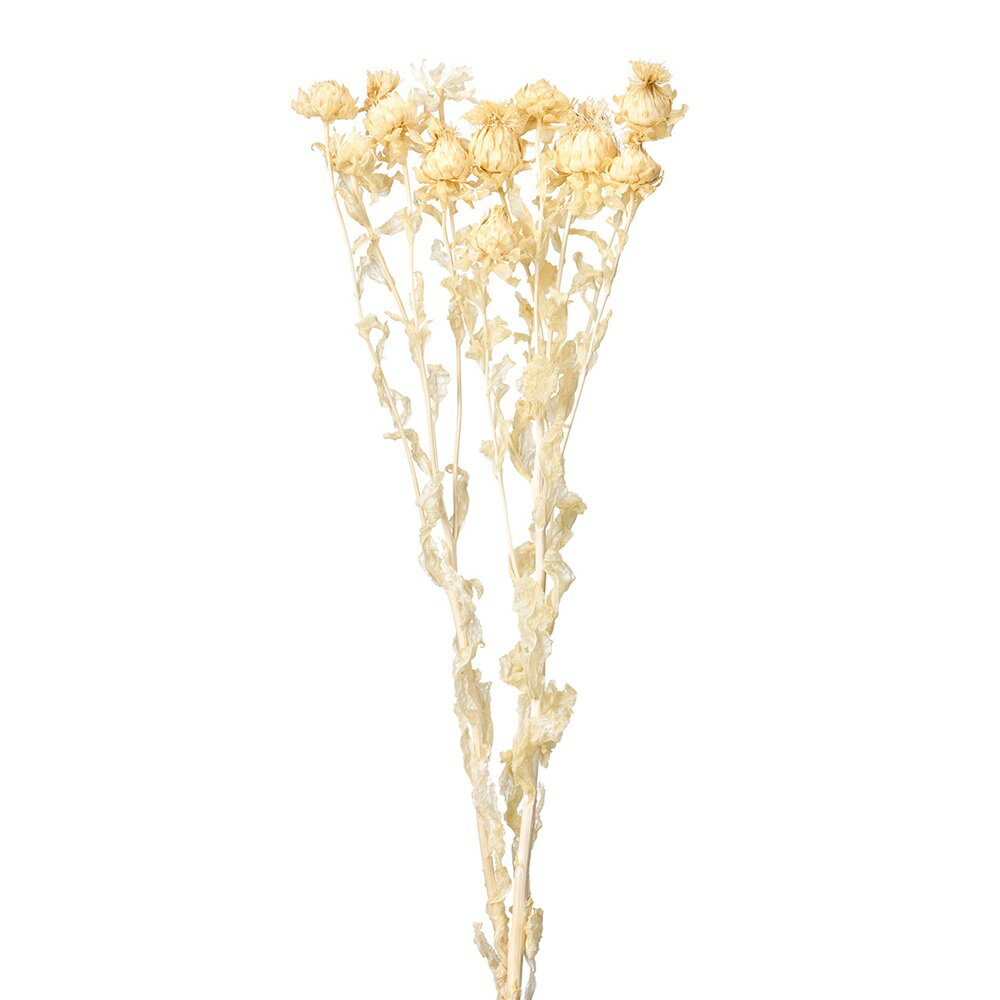 カルサムス（紅花）サラシドライフラワー 枝ものサラシ[TDLDE010349] 天然素材 フラワーアレンジメント..