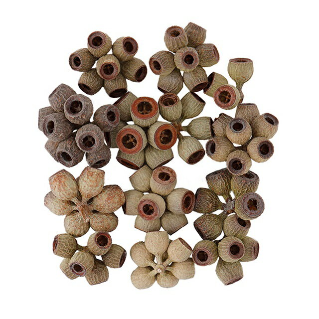 アンバーナッツヘッドナチュラルドライフラワー1袋実もの[TDLDE018501] 天然素材 フラワーアレンジメント資材 木の実 ディスプレイ インテリアフラワー