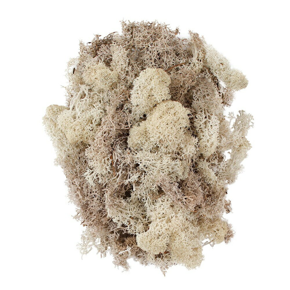 フィンランドモス ナチュラル プリザーブドフラワー 1袋 モス[TDLDT071101] フラワーアレンジメント資..