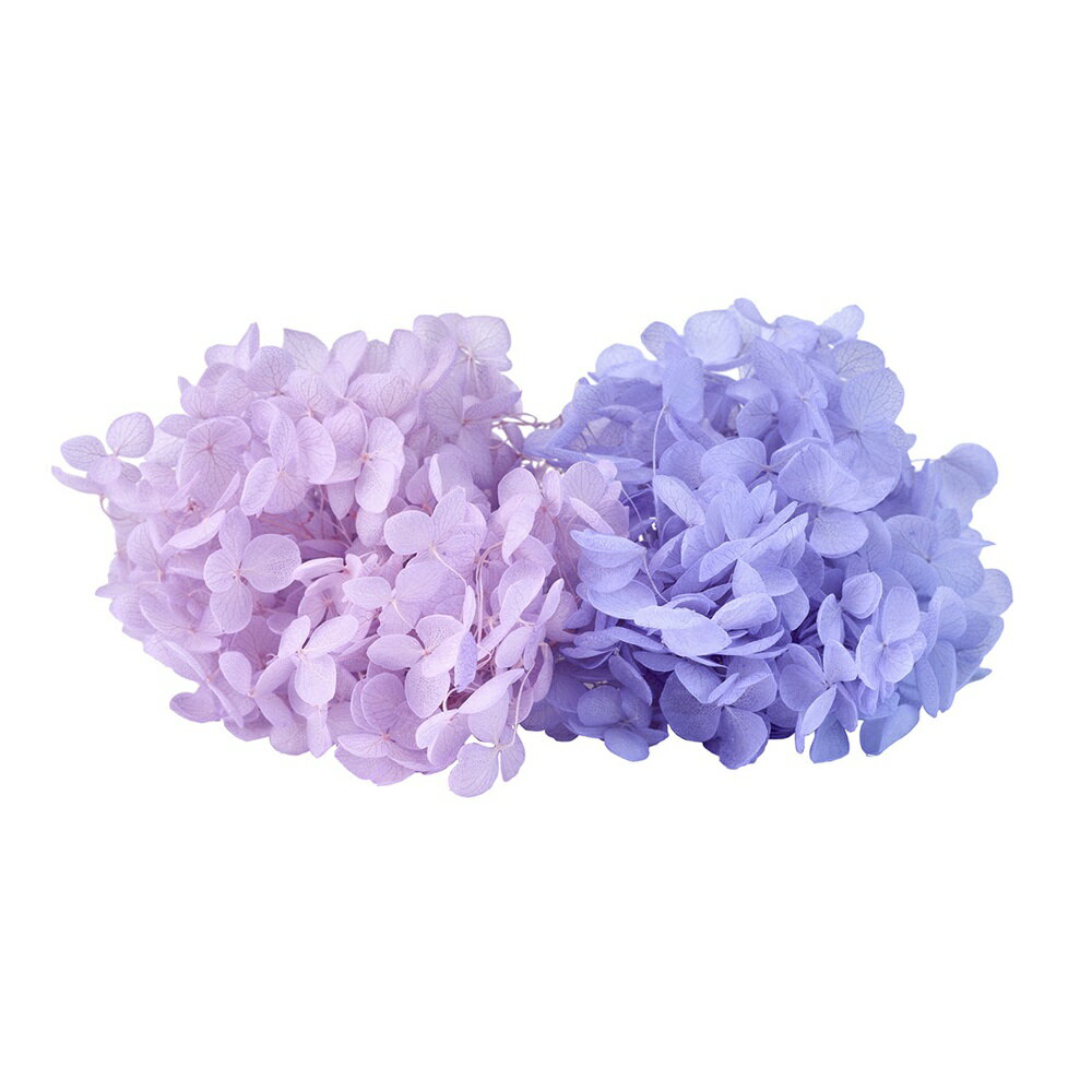 FMソフトアナベル キャンディBOX ライラック＆パープリッシュブルー プリザーブドフラワー 1BOX アジサ..