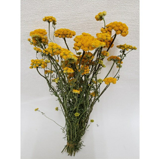 ローナスドライフラワーナチュラル[...