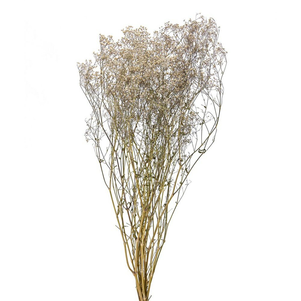 カスミソウドライフラワーナチュラル[TDLDN000042] 天然素材 フラワーアレンジメント資材 ベージュ デ..