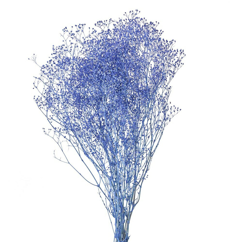 ソフトミニカスミ草ブルーベリープリ...