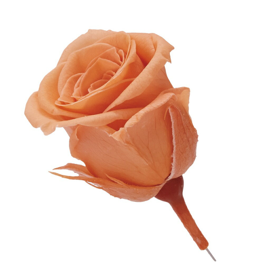 ビビアンタルトオレンジプリザーブド...