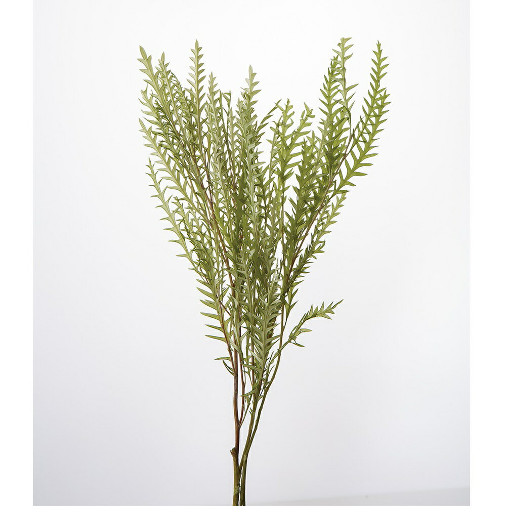 グレビレア アイバンフォースプリング グリーン プリザーブドフラワー 枝もの [TDLDO001430-781] イン..