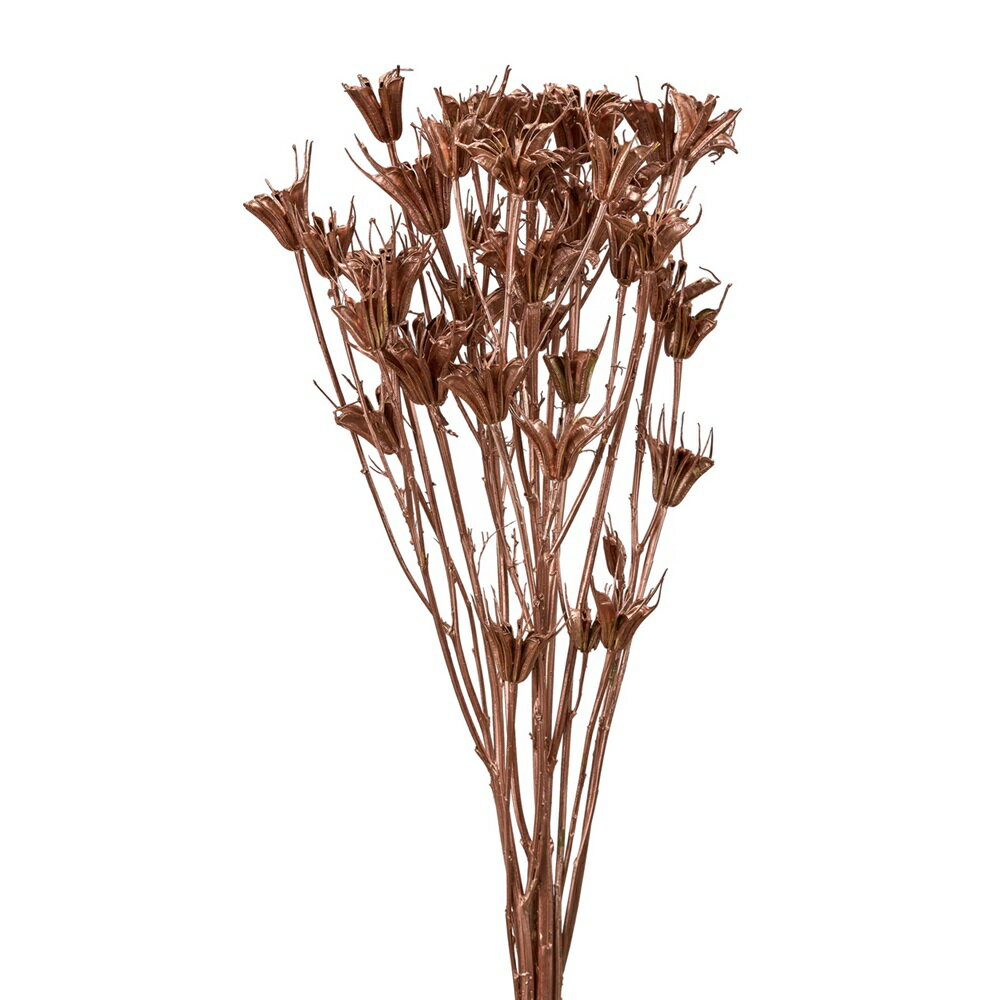 ニゲラオリエンタリスミディローズゴールド1束ドライフラワーカラー[TDLDT074444] フラワーギフト ハンドメイド資材 ディ スプレイ ガーデニング用品 オブジェ 飾り オーナメント インテリア花材