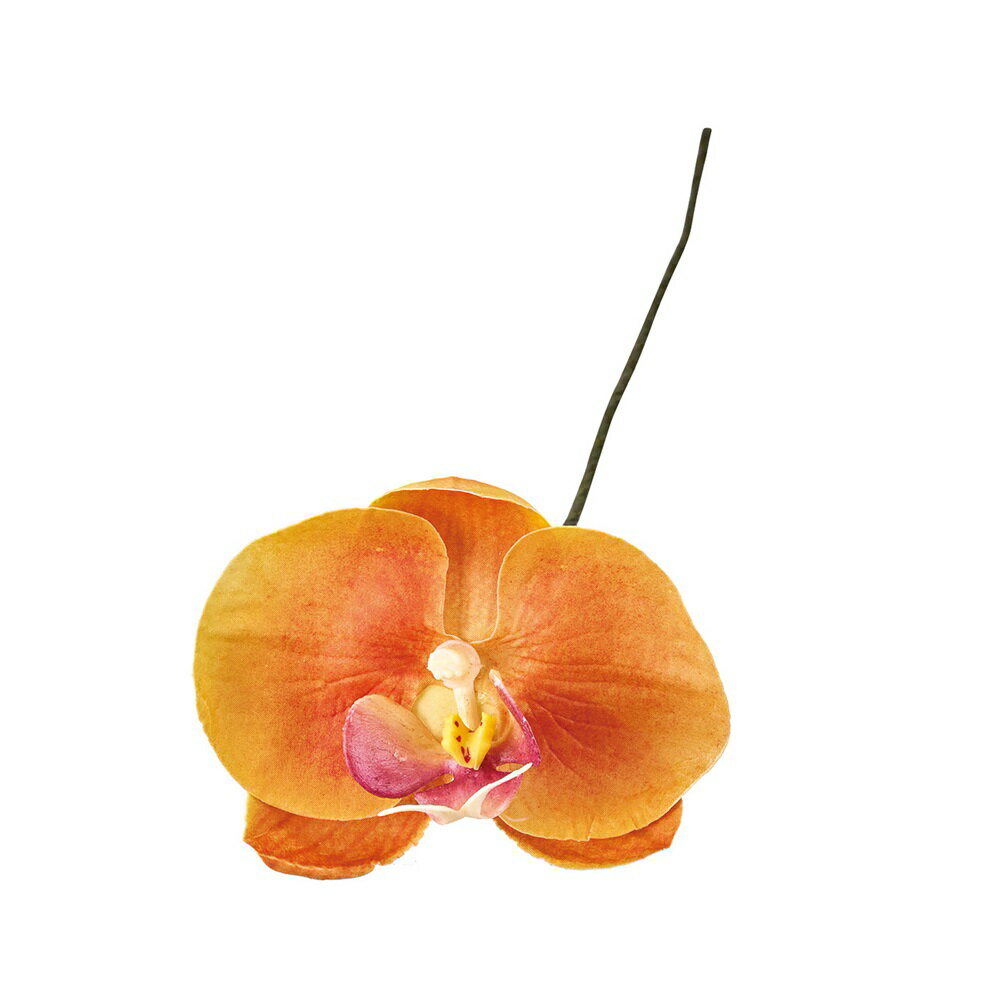 アミュゼファレノ＃29VA．OR造...