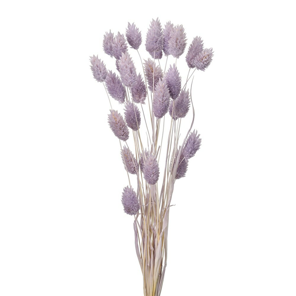 レビューを書いて　緑花堂5％OFFクーポンGET！ レビューを書いたらメールでお知らせくださいね ●商品名ポアプランツアケビドライフラワーカラー ●商品番号TDLFD042020-049 ●商品説明カラーアケビのポアプランツドライフラワー。...