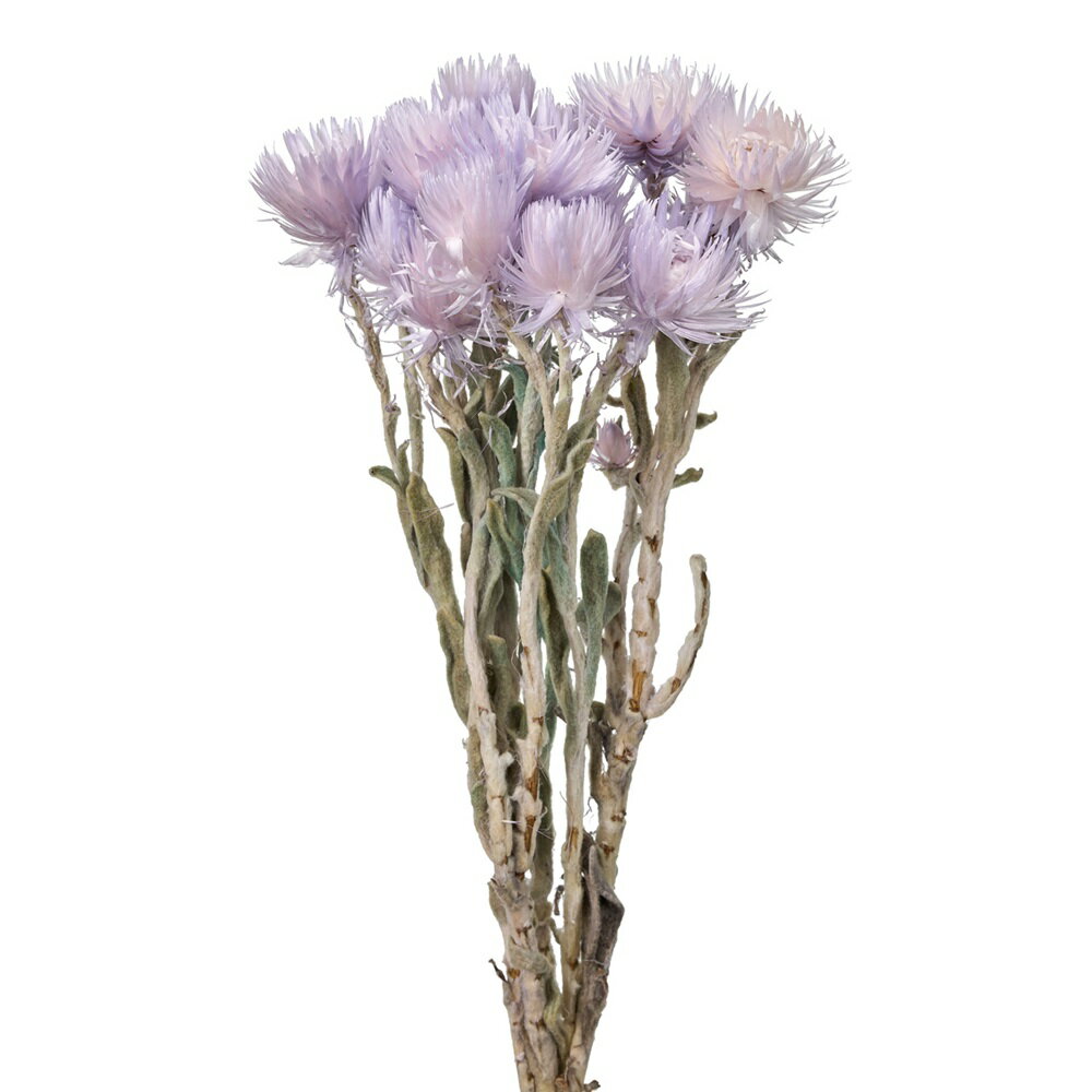 シルバーデージーミニアケビドライフラワーカラー[TDLFD004441-049] フラワーギフト ハンドメイド資材 ..