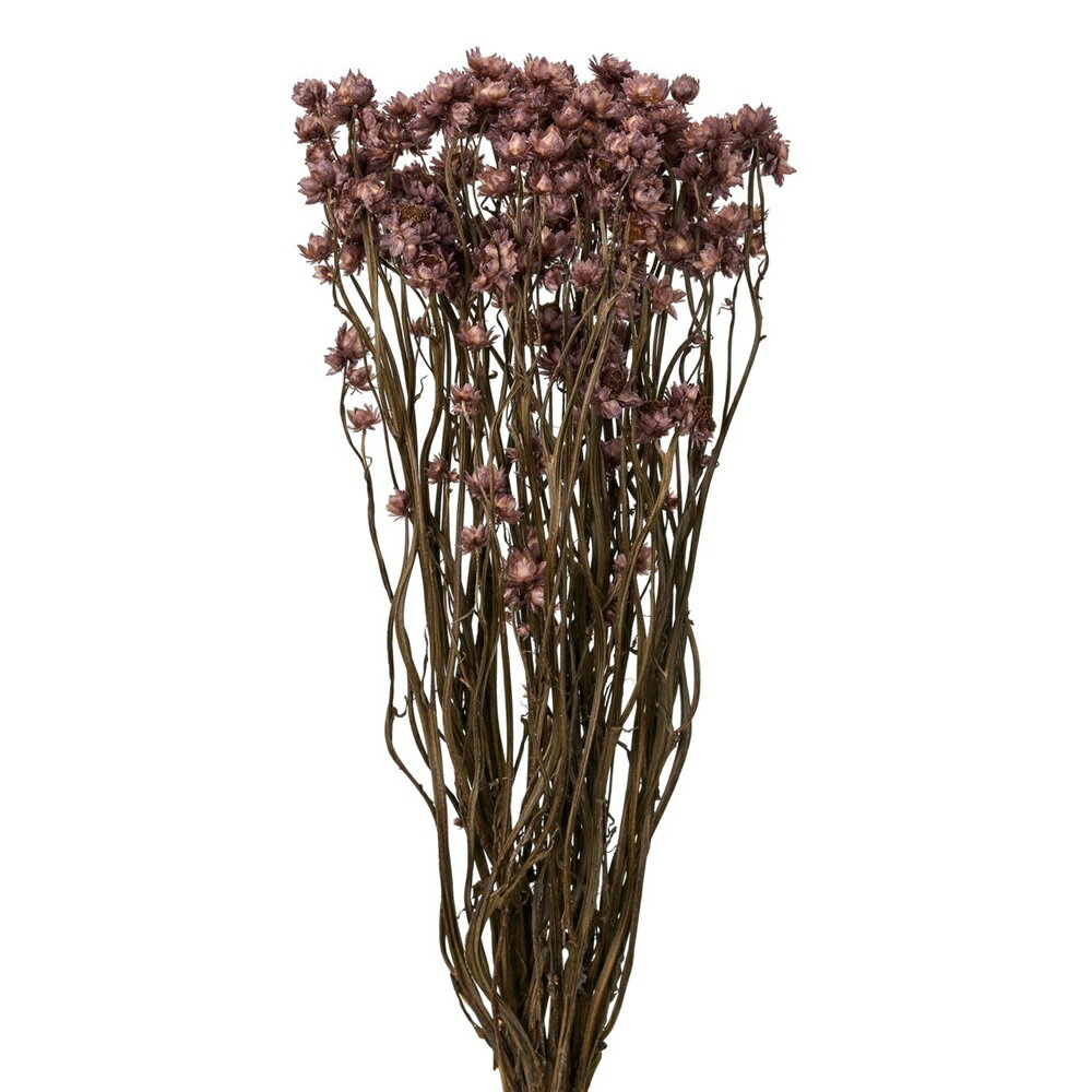 アンモビュームあずきドライフラワーカラー[TDLFD004514-078] フラワーギフト ハンドメイド資材 ディ ..