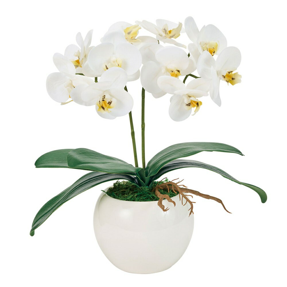 ピュアオーキッド2本立ホワイトアレ...