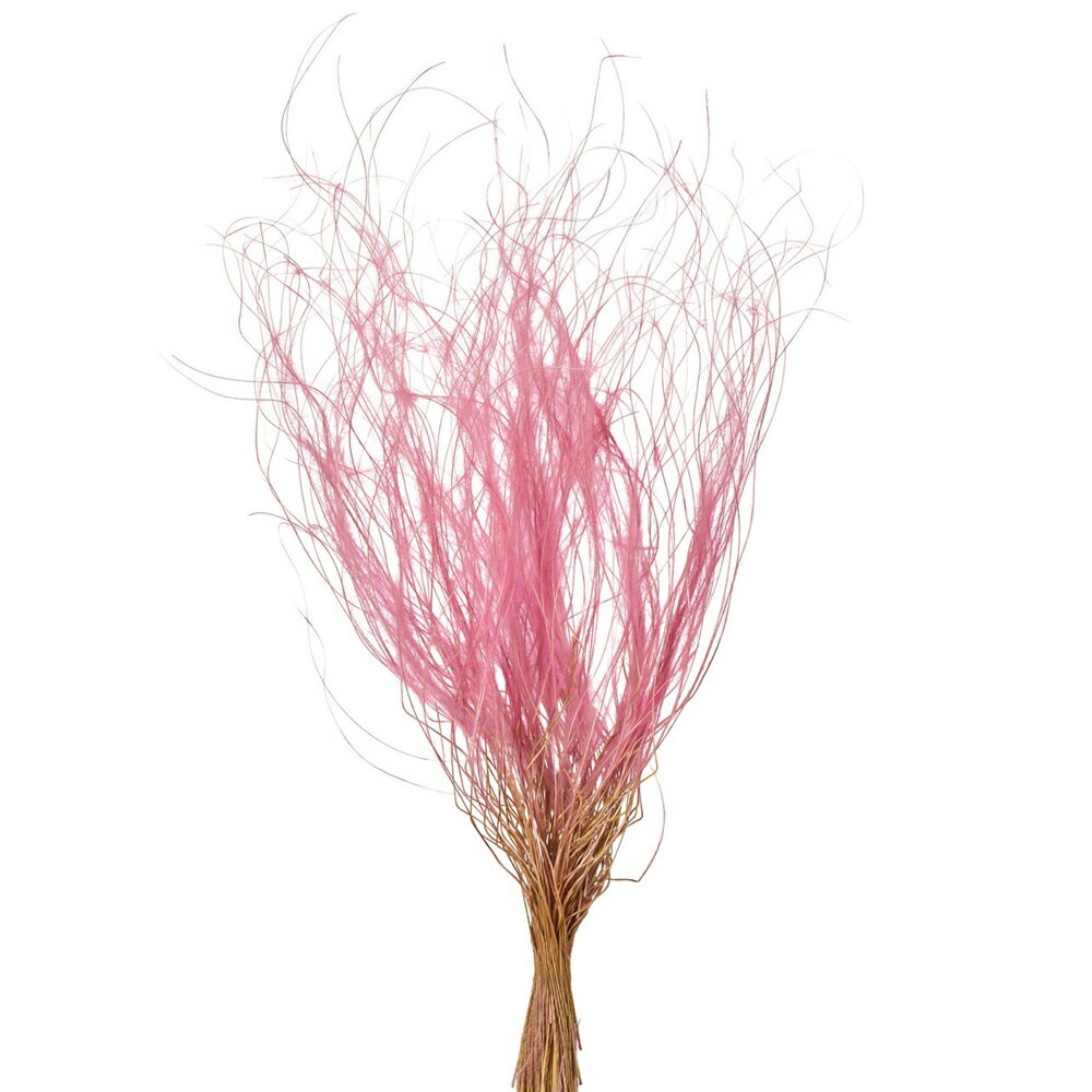 スティファフラミンゴドライフラワーカラー[TDLFD004511-016] フラワーギフト ハンドメイド資材 ディ ..