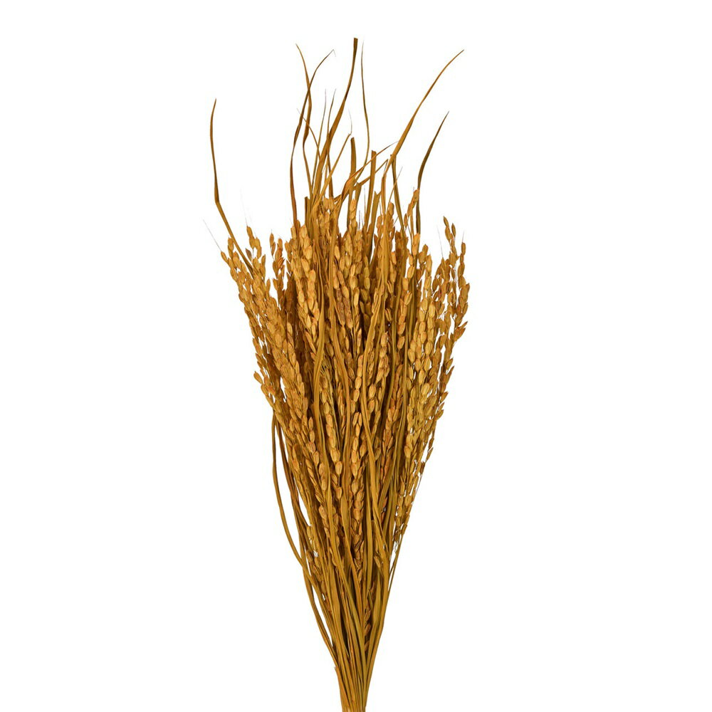 稲穂ピックイエロードライフラワーナチュラル素材カラー[TDLFD007609-004] フラワーギフト ハンドメイド資材 ディ スプレイ ガーデニング用品 オブジェ 飾り オーナメント インテリアフラワー
