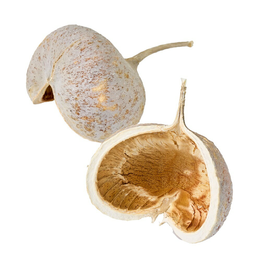 ブッダナッツナチュラルベージュ2個入ドライフラワーナチュラル素材実ものナチュラル[TDLDO085700-032]..