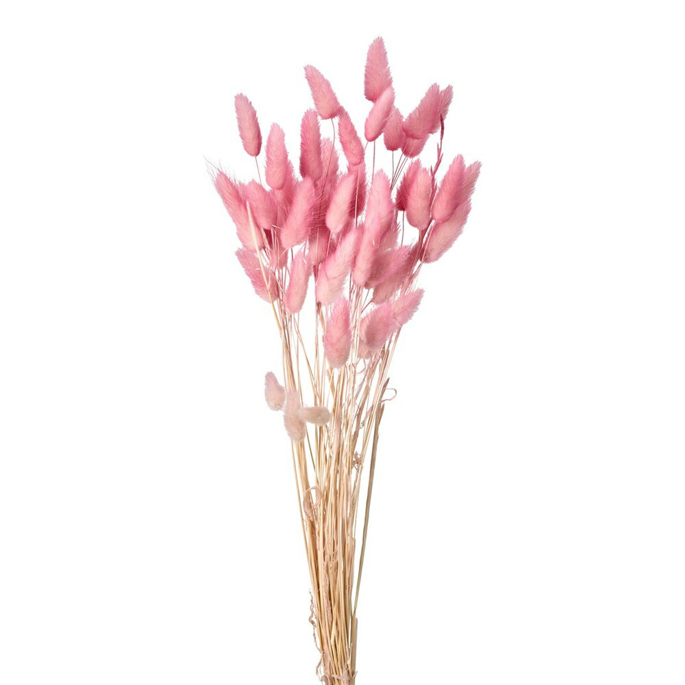 ラグラス・ツートンカシスピンクドライフラワーカラー[TDLDO042055-122] フラワーギフト ハンドメイド資材 ディ スプレイ デコレーション素材 オブジェ 飾り インテリア花材 オーナメント