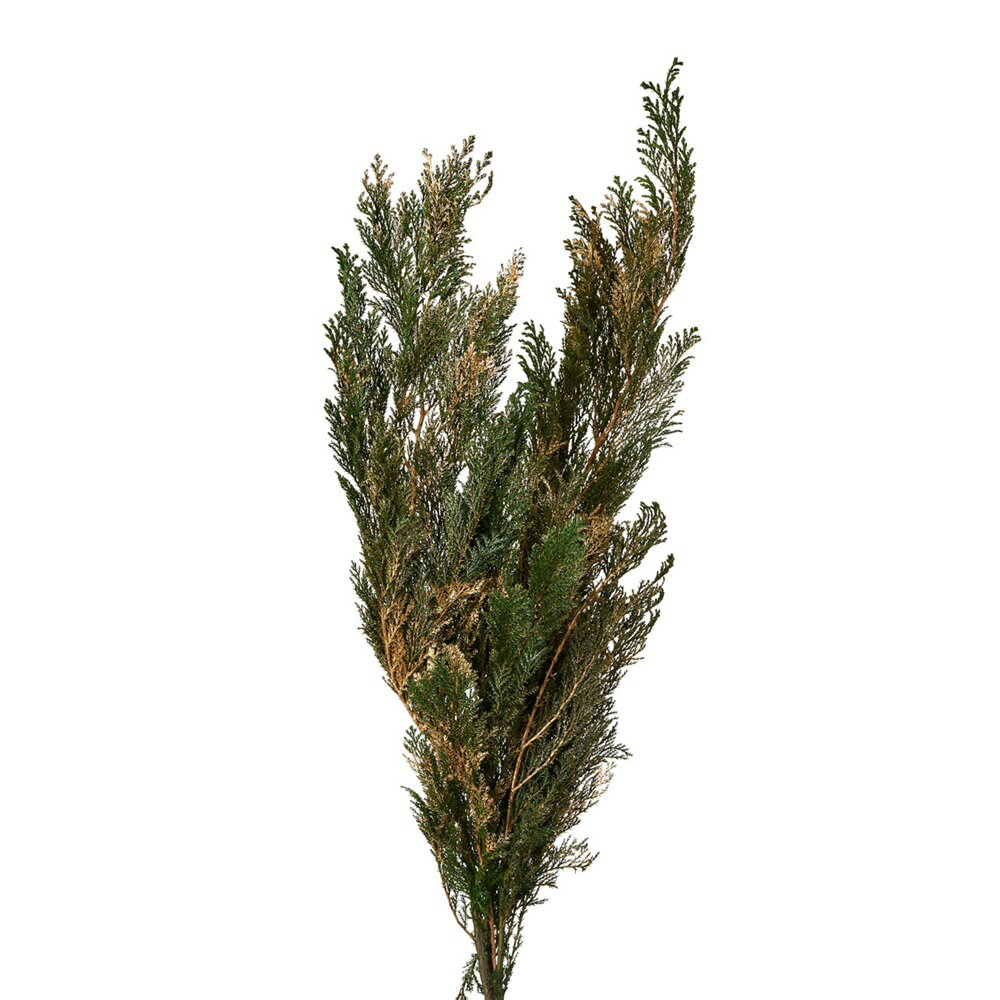 コヒバウォッシュゴールドプリザーブドフラワーグリーン[TDLDO001380-709] フラワーギフト ハンドメイ..