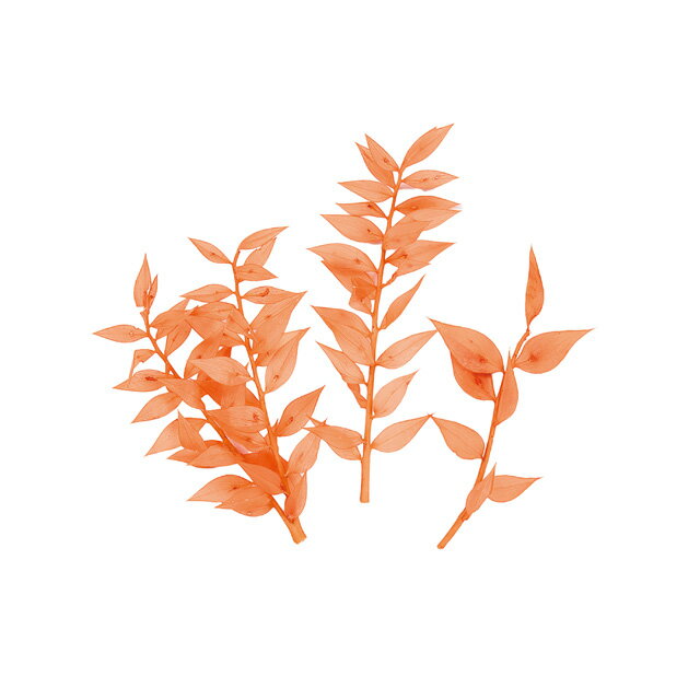 ץե饹1ޥɥ饤եʬ̥顼[TDLDU000101-328]ڲ եե ȥե ƥꥢե ...