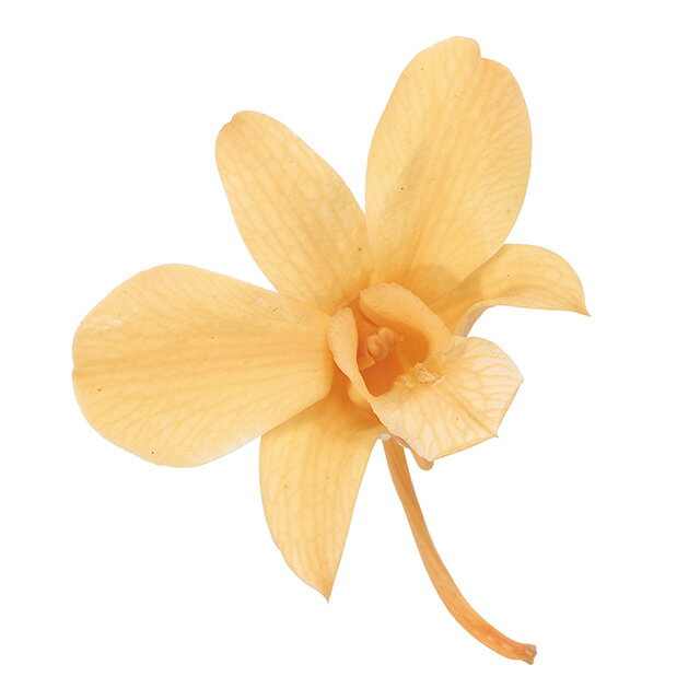 デンファレジュリアオレンジ8輪入プ...