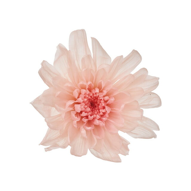 ことね菊ピンクローズ6輪入プリザーブドフラワーマム菊[TDLDO004790-203]【花 フラワーギフト アートフラワー インテリアフラワー アレンジメントフラワー ディスプレイ 天然素材 】(4)