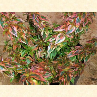初心者 アベリアの育て方 植え付けから手入れ 挿し木までこれでバッチリ 暮らし の 初心者 アベリアの育て方 植え付けから手入れ 挿し木までこれでバッチリ 暮らし の