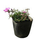 訳あり 芝桜 (シバザクラ) 花色・品種混ざり 75ポットセット