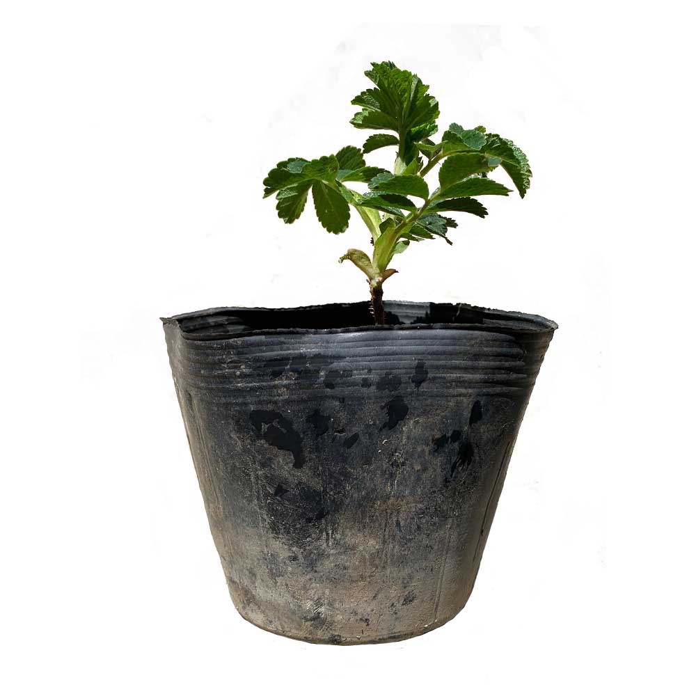 ハマナス 単品 落葉樹 庭木 花木 浜茄子