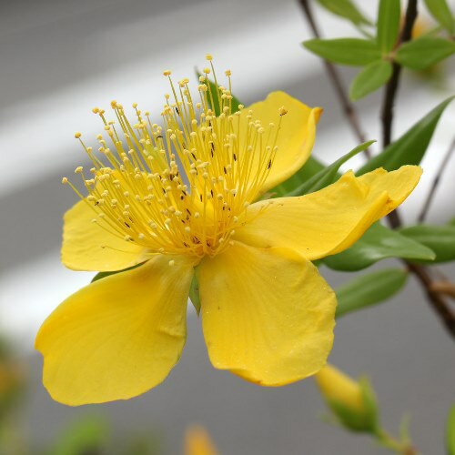 ヒペリカム カリシナム 20ポットセットのサムネイル