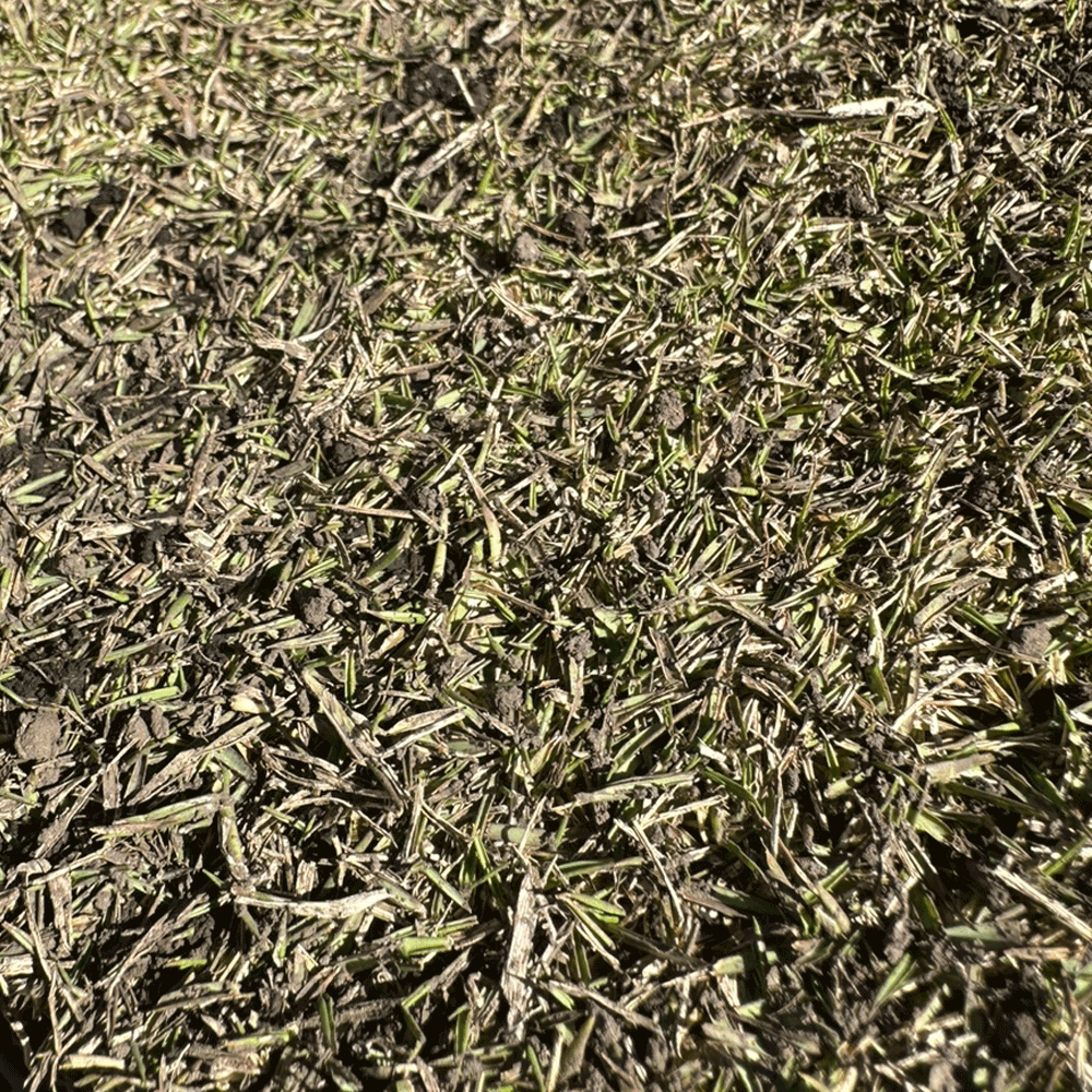 TM9 �ƥ�������ʥ��� (��Ͽ�ʼ�) 10ʿ�� �ʴ����������饤����