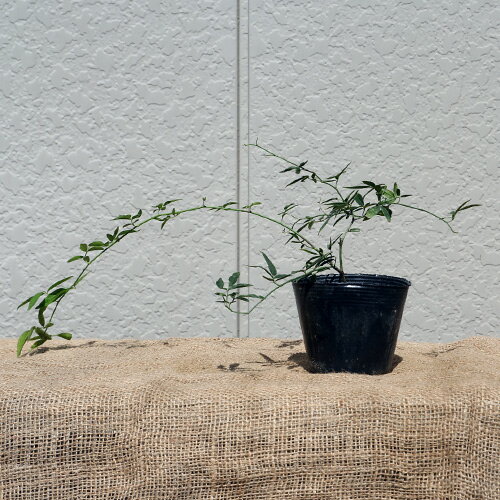 モッコウバラ 黄花・白花ミックス 100ポットセット（花色指定不可）