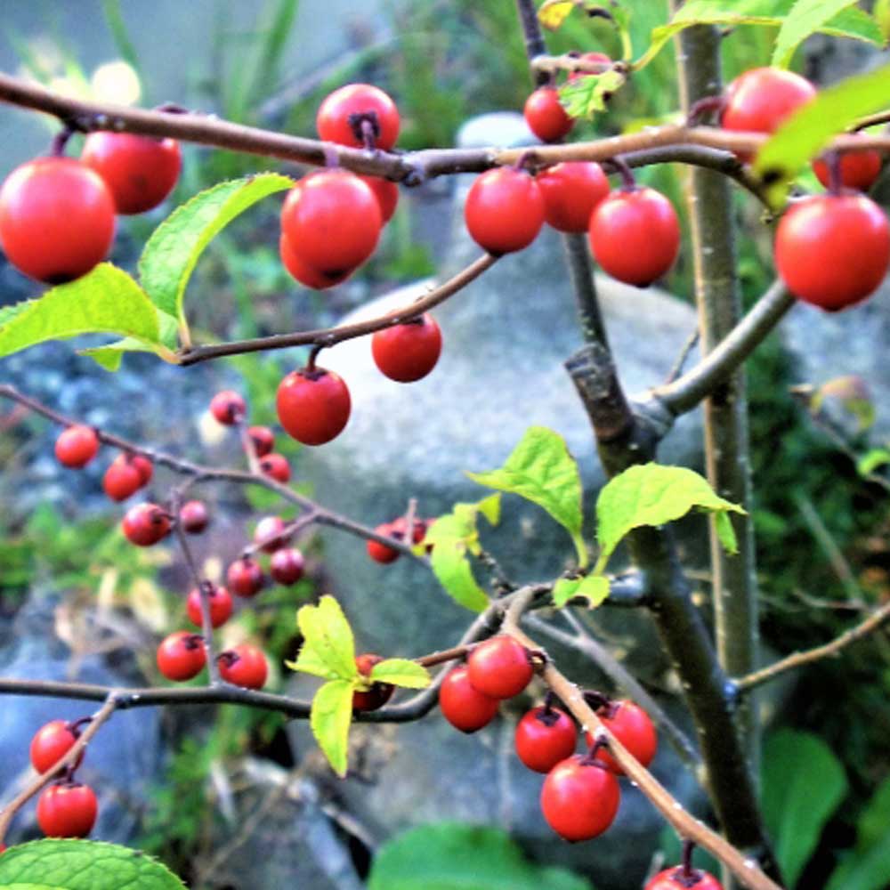 ウメモドキ 樹高30〜50cm前後 3ポットセット